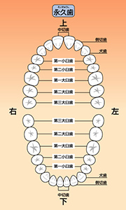永久歯の名前